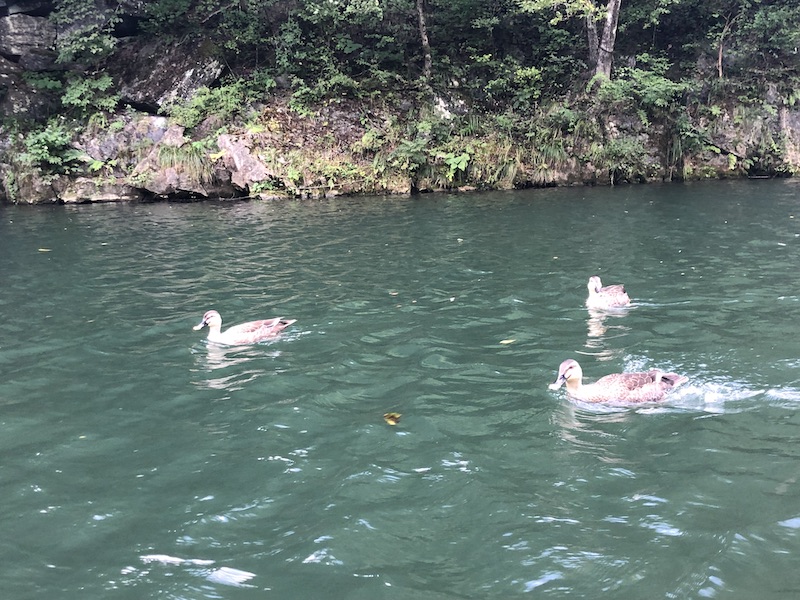 岩手県猊鼻渓カルガモ