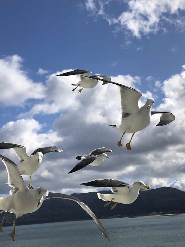 海鳥の画像