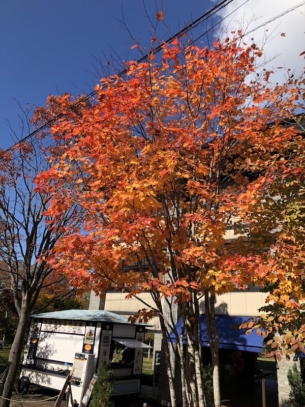 支笏湖紅葉