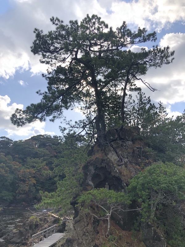 矢島・経島の木