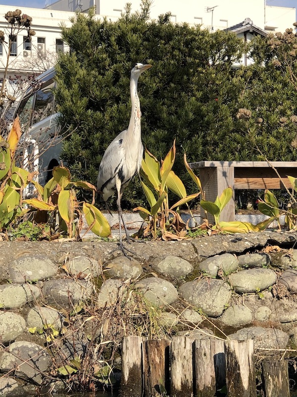 鳥の画像